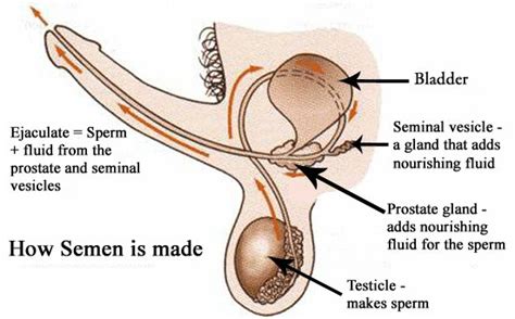 Or better still, jump on and ride it! Do You Dribble? Learn to Shoot Your Semen Far Away | The ...