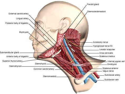 Learning the anatomy of the neck is a daunting task for many students. Swallowing Anatomy