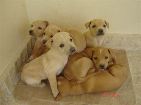 Me li ha fatti tenere e poi non li ha voluti più. Adotta un cane a Siracusa: Cuccioli 40 giorni taglia media ...