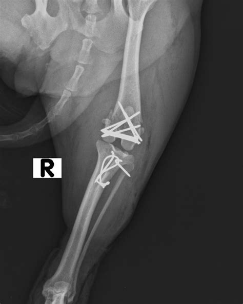 Frattura Bicondiloidea (3) - Clinica Veterinaria Città di ...