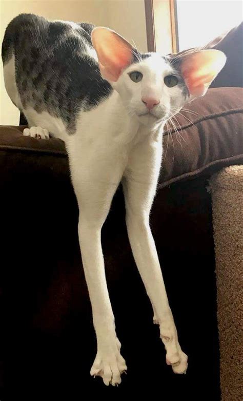 The oriental shorthair is a svelte cat with elegant features and a coat that comes in a rainbow of colors, with up to 300 color combinations possible. Pin on Cat Kitty