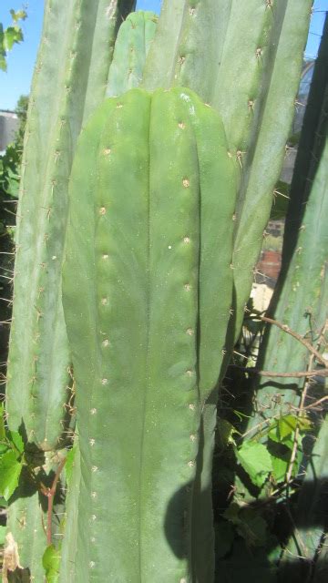 Spine color (etc.) is not a reliable method. pachanoi "San Pedro" | Trichocereus pachanoi "San Pedro ...