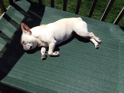 Fbrn is a national network of volunteer rescuers dedicated to helping frenchies who need homes. French Bulldog Rescue Network :: Dogs and Sunburn | French ...