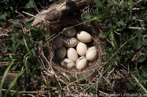 Die enten begeisterten durch ihre wirtschaftlichkeit und verbreiteten sich schnell. Die Stockente - Steckbrief, Brutzeit, Feinde, Bilder ...