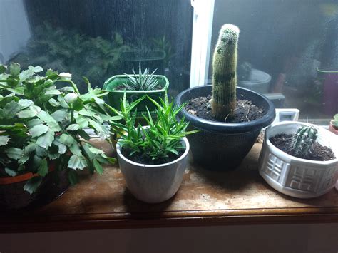 This distinct winter plant originates from the tropical rainforests of brazil, where it grows on trees or rocks in heavy shade. All 5 of my cacti, could you help me identify them, i know ...