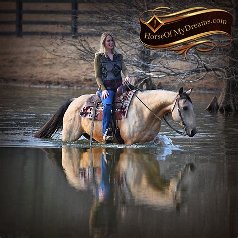 The aqha is the largest horse breed association in the united states and in the world. Oakley | Horse of My Dreams