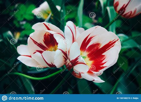 Eleganti e discreti non sono mai inappropriati. Tulipa Un Gruppo Di Tulipani Con I Fiori Bianchi Con Le Bande Rosse E Un Cuore Giallo Immagine ...