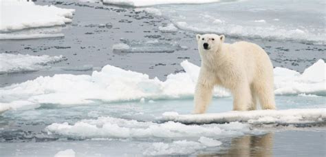 Par exemple, les ours polaires polaires de la mer de chukchi qui . Lours Polaire En Voie De Disparition - Pewter