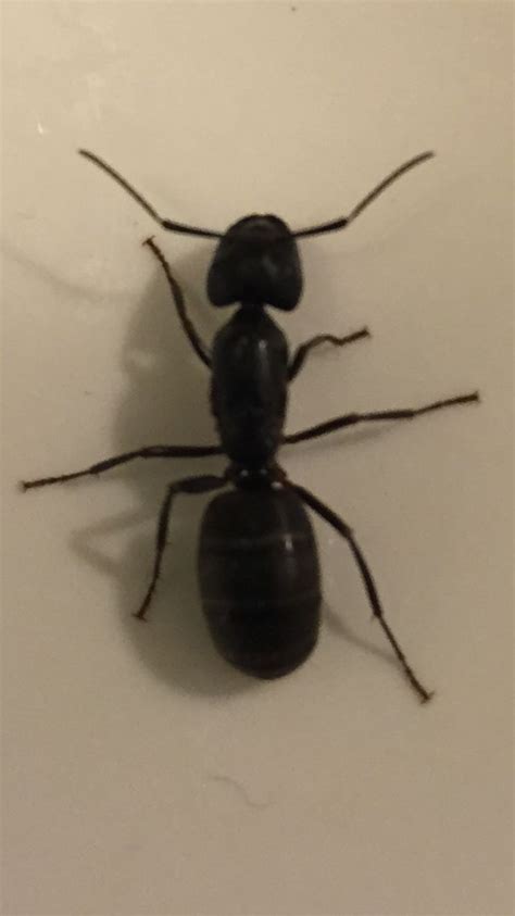 Carpenter ants are found in most urban shade trees, and they can forage up to 100 yards how to treat for carpenter ants. Kill Carpenter Ants | Kill carpenter ants, Termite control, Termite treatment