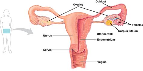 Learn about the female reproductive system's anatomy through diagrams and detailed facts. Do you know where your vagina is? | The Dot Spot