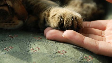 Op, chemo oder einschläfern lassen? Katze einschläfern - Die Kosten - katzenwelt.net
