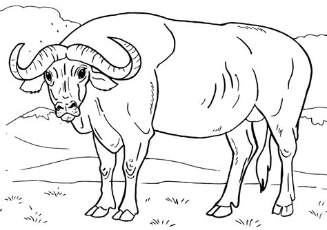 Click the african buffalo coloring pages to view printable version or color it online (compatible with ipad and android tablets). Buffalo coloring pages | Coloring pages to download and print
