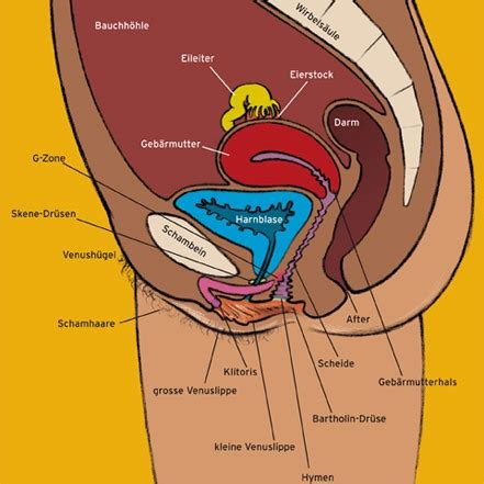 Vulva) gehören:scheidenvorhof (vestibulum vaginae)schamlippen (labia majora et minora)schamberg (mons pubis)kitzler (clitoris).zu den inneren genitalorganen zählen:eierstöcke Die äusseren Geschlechtsorgane bei einem Mädchen - SpiZ