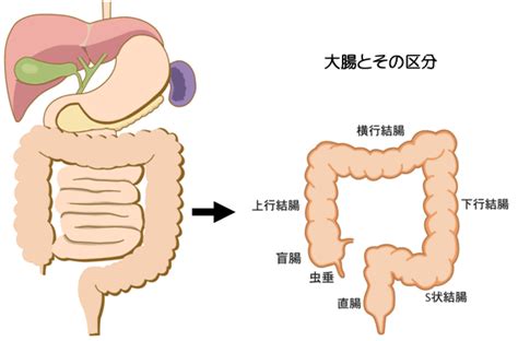 宅男腐女的爱好导航。 地址发布页： landh.cyou 最新地址： ldh. 大腸疾患の外科治療について｜大腸がんの治療がわかる名医の ...