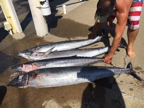 For years i took the family to wahoo's and called it poor man's sushi since the fish was so tasty. Wahoo, Marlin, and Bottom Fish | Virginia Beach Fishing ...