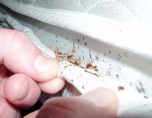 Bedbugs may enter your home undetected through luggage, clothing, used beds and couches, and other items. Canada Bed Bugs - Bed Bugs in Seams | Canada Bed Bug Vancouver