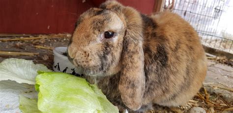 Wie vereinbart übersende ich ihnen meine. Flecki - Tierheim Quellenhof Passbrunn