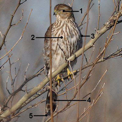 Man, the red tailed hawk screech is so visceral and scary. How to Make Cooper's Hawk Identification