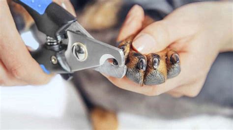 Jul 03, 2019 · apply flour, cornstarch or baking soda to stop dog nail bleeds. How to Cut Your Rottweiler's Nails - Dog Grooming Tutorial