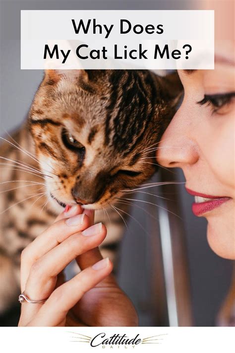 Why does my cat lick my nose? Why Does My Cat Lick Me? in 2020 | Cats, Cat facts funny ...