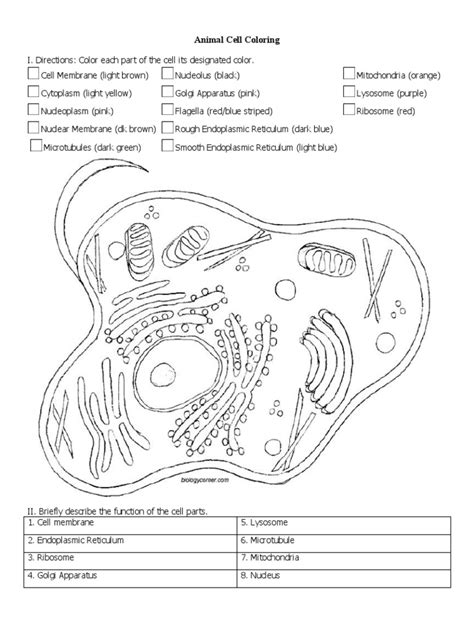 The numbers correspond to the numbers on the cell diagram. ASE SC 1 Animal & Plant Cell Coloring.docx | Endoplasmic ...