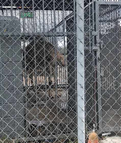 Tiger truck stop cafe store hours. Picture Of Camel At Tiger Truck Stop | TigerDroppings.com