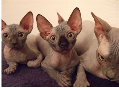 The curl in their fur is caused by a different mutation and gene than that of the devon rex. No hair....i love sphinx cats :) | Sphynx cat, Devon rex ...