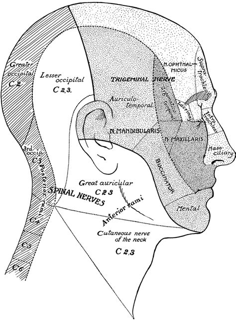 Anatomical illustrations and diagrams of the spine (cervical, dorsal and lumbar) and back the suboccipital muscles (splenius muscle, semispinalis muscles of the neck and head and interspinous on anatomical parts the user can choose to display the various structures in colored illustrations of. Surface Areas of Nerves of the Head and Neck | ClipArt ETC
