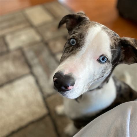 While genetics do play a role in how your matures. Adopt a Catahoula Leopard Dog puppy near Philadelphia, PA ...
