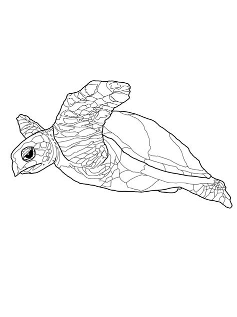 Supercoloring.com is a super fun for all ages: Free Printable Turtle Coloring Pages For Kids