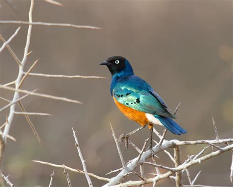 Spacex is developing a low latency, broadband internet system to meet the needs of consumers across the globe. Prairie Ice: Why I Like Starlings