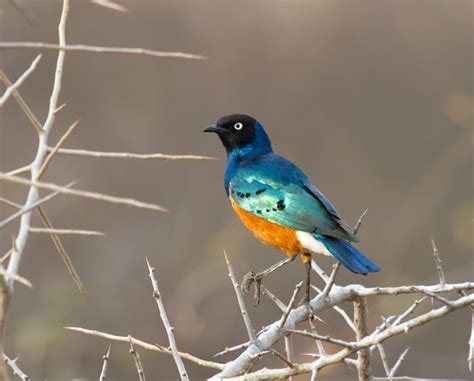 History and etymology for starling. Prairie Ice: Why I Like Starlings