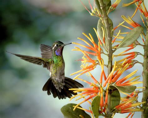 Kolibris epeqti qartulad / კოლიბრის ეფექტი / hummingbird. Fotos von Vögel Kolibris Tiere