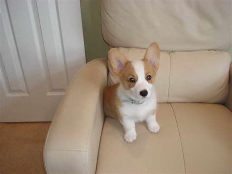 Näytä lisää sivusta corgi puppies gooddog facebookissa. Corgi Puppy Florida | PETSIDI