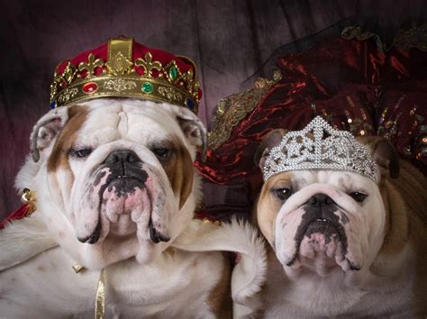 How to paint your pet: These royal pet portraits are really fun. If you're ...