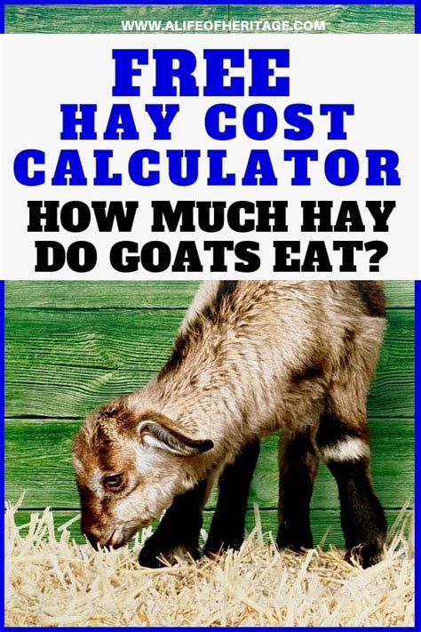 It's time to get a goat! Hay Cost Calculator for Goats: How Much Hay Do I Need? in ...