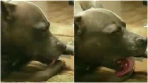 How to make a dog fall asleep. Dog falls asleep while licking herself!