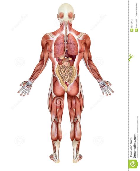 This is a table of skeletal muscles of the human anatomy. Stock Image: Male interior anatomy back. Image: 18312951
