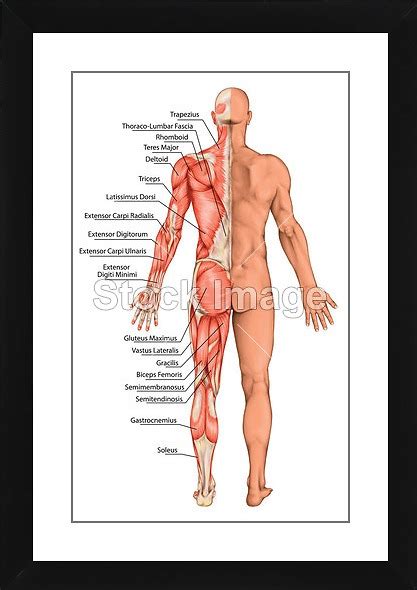 Downloads muscular muscular dystrophy muscular system muscular endurance muscular system functions leeson motor wiring diagram pdf. PrintOyster | Anatomical board, male anatomy, man's ...