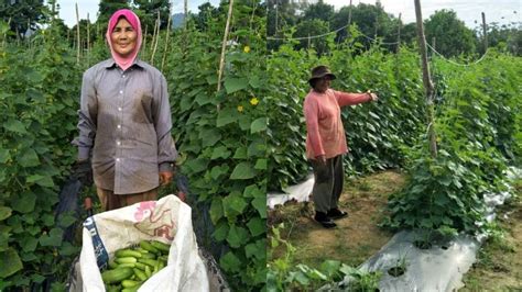 Berikut adalah syarat kelayakan dan maklumat lanjut mengenai permohonan bantuan musim tengkujuh. PKPP bawa sinar harapan! Pekebun kecil dah boleh jual ...