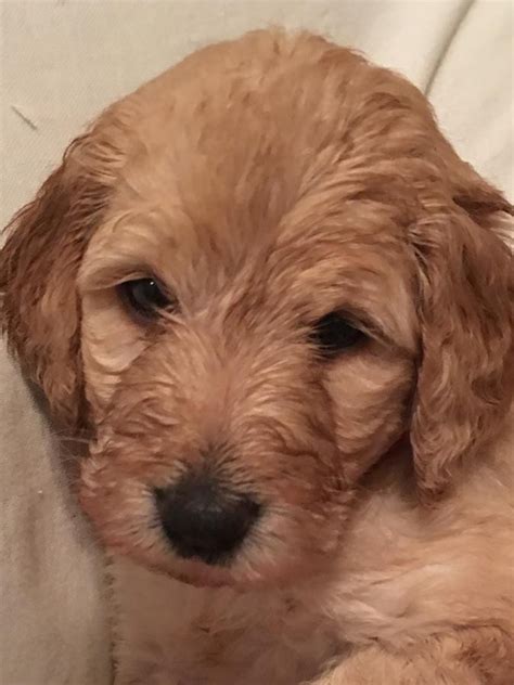 They are a cross between a golden retriever & a poodle. Golden Doodle Puppies For Sale | Wisconsin Dells, WI #162982
