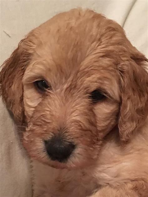 Puppyfinder.com is your source for finding an ideal goldendoodle puppy for sale in wisconsin, usa area. Golden Doodle Puppies For Sale | Wisconsin Dells, WI #162982