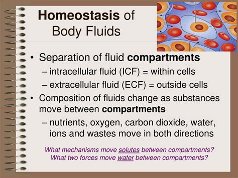 On the molecular mechanisms regulating animal cell size homeostasis. PPT - Janice Lapsansky janice.lapsansky@wwu x7337 Office ...