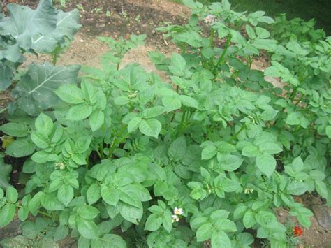 Find over 100+ of the best free potato plant images. How are my potatoes? - Growing In My GardenGrowing In My ...