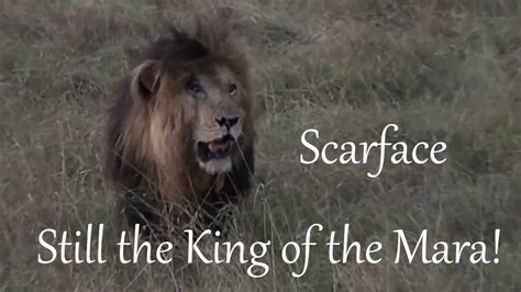 For the last four years now, scarface has been. SafariLive Sept 08- Male lion Scarface is still the King ...