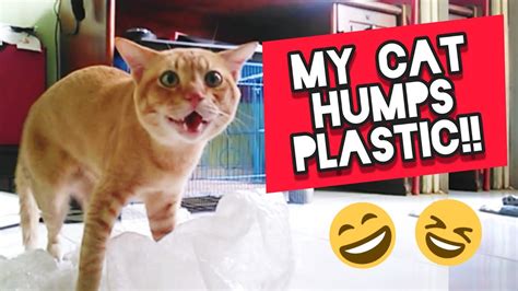 The behavior may have begun because the cat had no stimulation in the environment and chewing on plastic bags provided him with some activity. Cat Humps Plastic!! 😱 Why does my cat hump things? - YouTube
