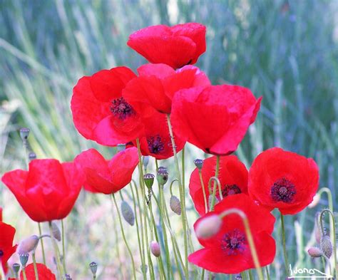 Nous avons encore des photos de plus de 45 000 libres de droit. The France Morning Post 3: Comme un p'tit coquelicot mon ...