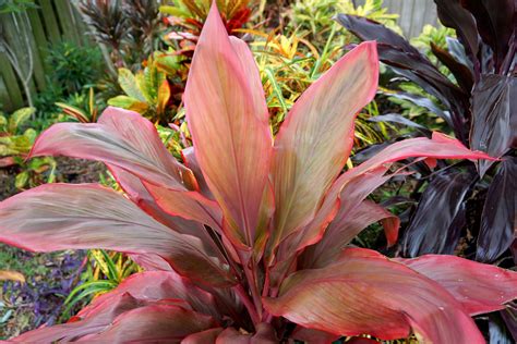 Check out our florida plant selection for the very best in unique or custom, handmade pieces from our craft supplies & tools shops. My "Peter Buck" Ti plant is starting to color up for the ...