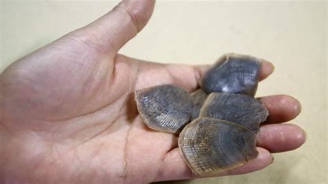 Pangolins (manis spp.) são mamíferos da ordem pholidota que vivem em zonas tropicais da ásia e da áfrica. Apreendidas escamas de pangolim avaliadas em meio milhão ...