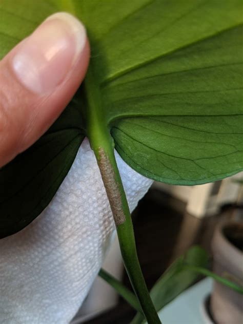 Monstera punctulata is a species of flowering plant from the family araceae found in southern part of mexico, and central america. Monstera deliciosa - is this scale?